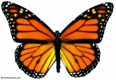 monarch butterfly